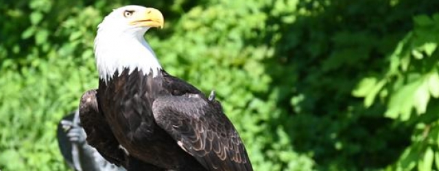Falknerei Schillingsfürst: Greifvögel aus nächster Nähe