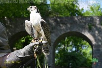 Ein Falke auf dem Handschuh zeigt die charakteristische Gestalt eines schnellen Jägers. (Bild: Natalia Siedler)