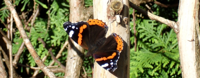 Admiral (Vanessa atalanta) sonnt sich in der morgendlichen Septembersonne