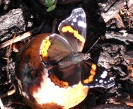 Admiral auf Apfel ©Sylvia Haendschke