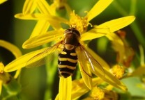 Auch die Bienen wissen, was gut ist: Johanniskraut als Stimmungsaufheller. (Bild: Luise  / pixelio.de)