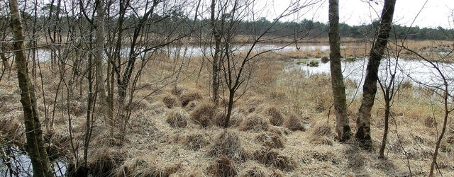 Das Hamberger Moor erhält mit Naturefund eine Zukunft