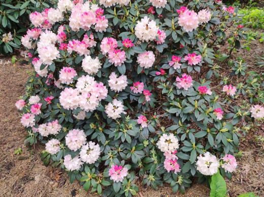 RHODO 2023_Rhododendronpark Hobbie in Westerstede Ostfriesland-Heckpflanze